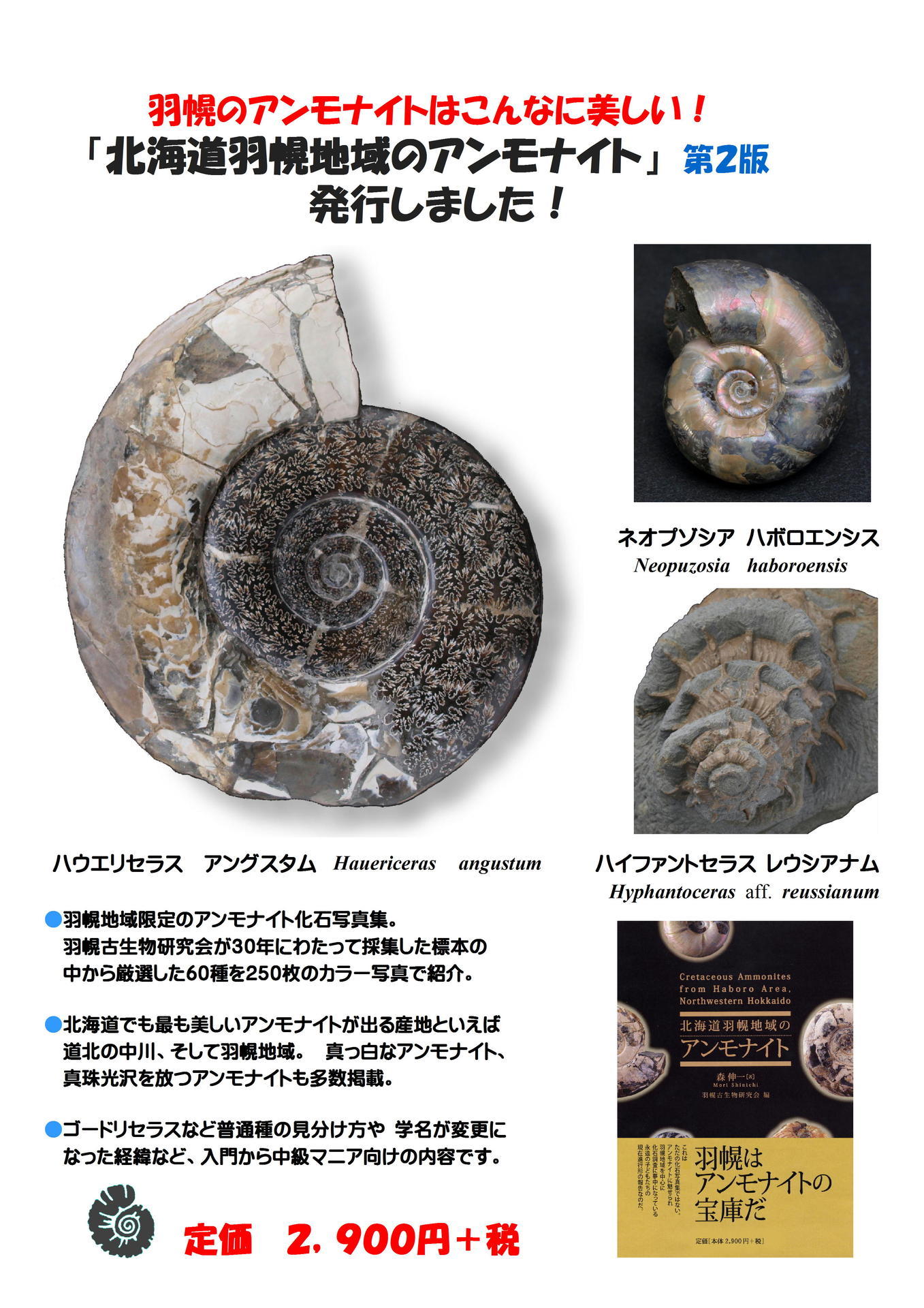2026 年新春 北海道アンモナイト化石 の福箱 ＋知識資料4点 その2