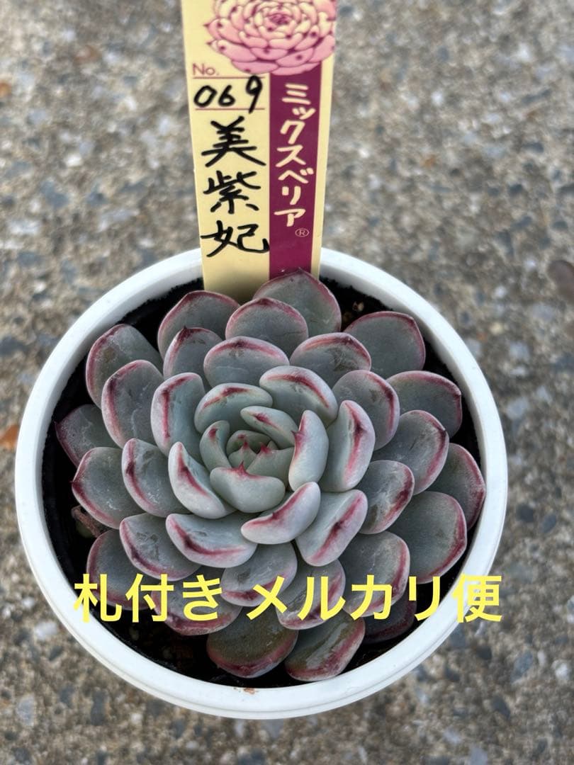 超希少 おらいさん苗 ミックスベリア 美紫妃 札付き 極上株 多肉植物 美紫妃 札付きポットごとメルカリ便おらいさん苗ミックスベリア - メルカリ